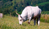 Uno dei tanti animali dell'Agriturismo Ca'Poggio